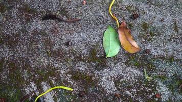 mossy concrete road texture with falling leaves photo