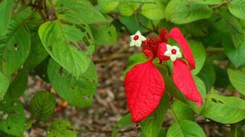 beautiful and stunning red Mussaenda erythrophylla flowers photo