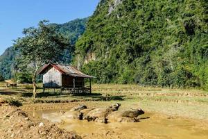 Rural landscape in East Asia photo