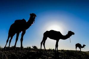 camellos en marruecos foto