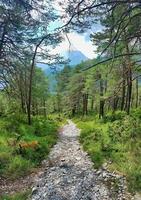 paisaje de montaña en el verano foto