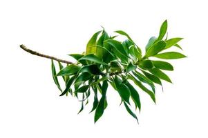 Fragrant Dracaena Tree Dracaena fragrans white background photo