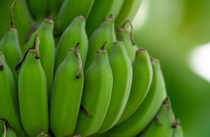 Primer plano de plátanos verdes crudos cultivados en el jardín de plátanos. plantación de banano cultivado. granja de frutas tropicales. planta a base de hierbas para el tratamiento de la diarrea y la gastritis. finca agrícola. alimentos orgánicos. foto