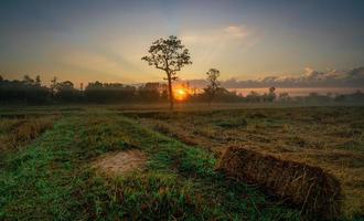 Landscape of harvested rice farm field in the morning with beautiful sunrise and fog on green grass. New Year's Day. Sun-rising of New Year. Beautiful morning sunshine sky. Rural scene in Thailand. photo