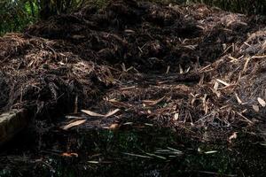 Compost pile in the garden. Compost build healthy soil. Organic gardening. Decomposing plant pile. Recycling organic materials. Organic farming. Organic fertilizer. Garden earth. Composting soil. photo