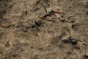 Detailed close up view on a brown sand ground texture photo