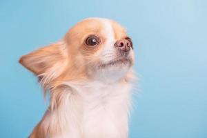 Chihuahua on blue background. The dog of the Chihuahua breed is long-haired, white and red in color. photo