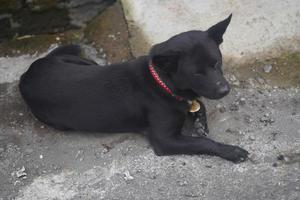 balinese dog relaxing on the side of the road photo