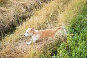 cute balinese puppy playing on the grass photo