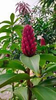 Alpinia purpurata red ginger plant or Costus speciosus tropical forest plant and used as home gardening ornamental plant. photo