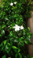 Crape jasmine plant with white flower for home ornamental plant. photo