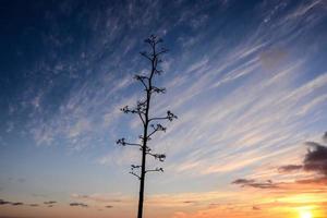 Thin tree over the sunset photo