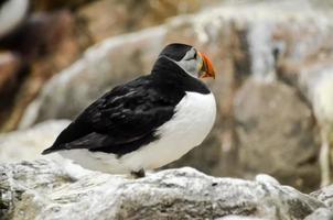 Puffin on the rocks photo