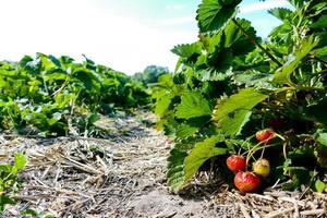 primer plano de la granja de fresas foto