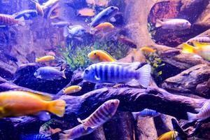 Colorful fish swuimming photo