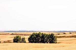 Arid landscape with small trees photo