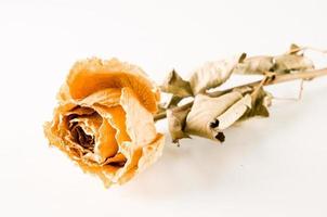 Dry rose on white background photo