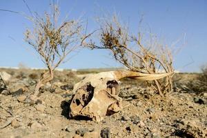 cráneo de cabra en el desierto foto