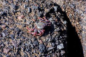 Crab on the rocks photo