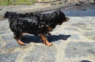 Wet Black Dog photo