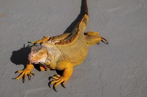 Colored Young Male Iguana photo