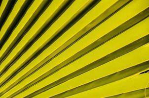 Palm leaf closeup photo