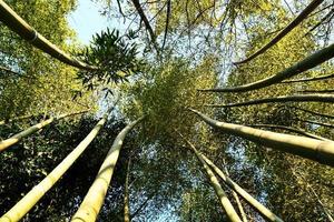 Trees in the forest photo