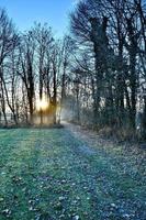 Trees in the forest photo