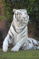 White tiger in the zoo photo