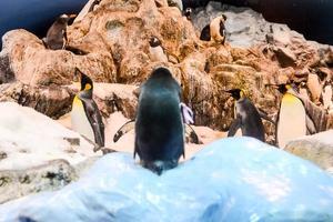 pingüinos en las rocas foto