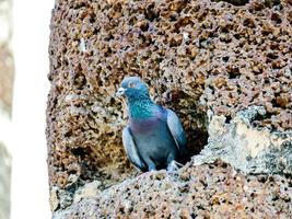 Pigeon inside a rock photo