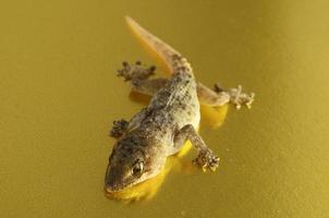 Gray Gecko Lizard photo