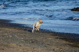 perro corriendo en la playa foto