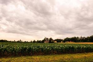 Landscape in summer photo