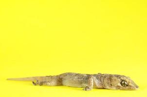 lagarto gecko gris foto