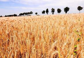 Wheat field before harvest photo