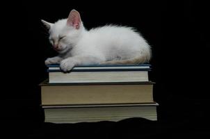 White cat sleeping on stacked books photo