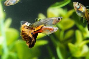 Small fishes in an aquarium photo