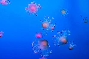 Jellyfishes on blue background photo