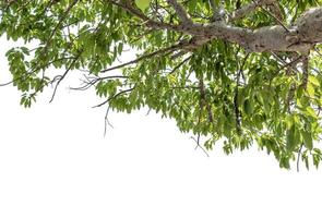 Leaf and twigs isolated on white background with clipping path photo