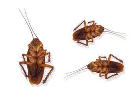 Top view of a dead cockroach isolated on white background photo