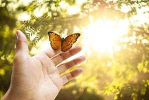 The butterfly is on the hand in the forest. And the golden light of the sun is a beautiful background photo