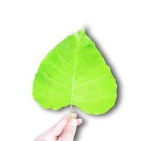Green bothi leaf Pho leaf, bo leaf isolated on white background. photo