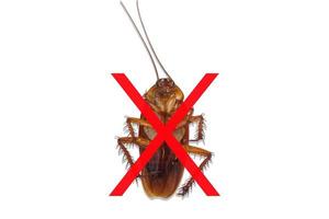 No cockroach. Stop insects. Isolated on white background. photo