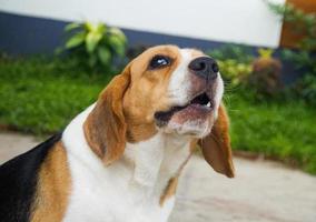 Cute and healthy beagle dogs are sitting and whining. photo