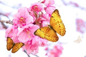 butterfly, wings open, on pink flower in the garden photo