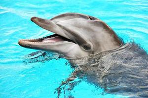 Friendly dolphin close-up photo