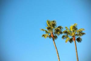 palmeras en un cielo azul foto