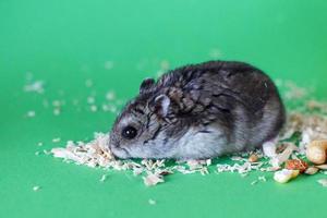 A cute Djungarian dwarf hamster eats dry grain feed. isolated on green background photo