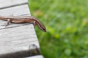 a brown lizard on a wooden board in a summer garden on a green grass background photo